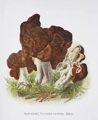 Attēlu rezultāti vaicājumam “Gyromitra esculenta”