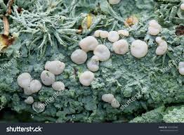 Attēlu rezultāti vaicājumam “Icmadophila ericetorum”