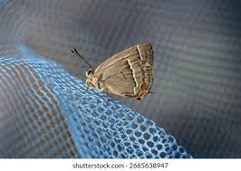 Attēlu rezultāti vaicājumam “Favonius quercus underside”