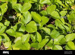 Attēlu rezultāti vaicājumam “Fragaria moschata”