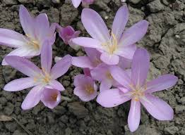 Attēlu rezultāti vaicājumam “Colchicaceae”
