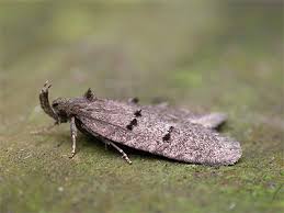 Attēlu rezultāti vaicājumam “Luquetia lobella”