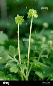 Attēlu rezultāti vaicājumam “Adoxa moschatellina flower”