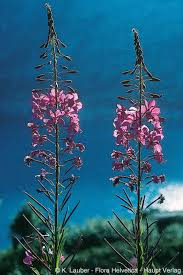Image result for Epilobium angustifolium