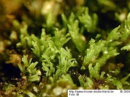 Attēlu rezultāti vaicājumam “Gymnostomum calcareum”