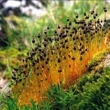 Attēlu rezultāti vaicājumam “Splachnum ampullaceum sporophyte”