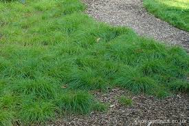 Attēlu rezultāti vaicājumam “Carex remota leaf”