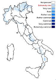 Attēlu rezultāti vaicājumam “Biatora sphaeroides”