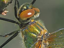 Attēlu rezultāti vaicājumam “Cordulia aenea”