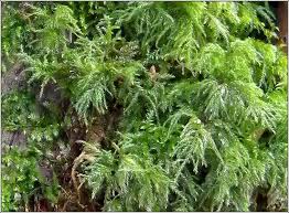 Attēlu rezultāti vaicājumam “Thamnobryum alopecurum”