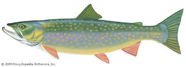 Image result for Salvelinus malma