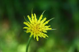 Attēlu rezultāti vaicājumam “Tragopogon pratensis subsp. pratensis”