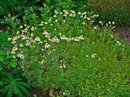 Image result for Matricaria recutita (chamomilla)