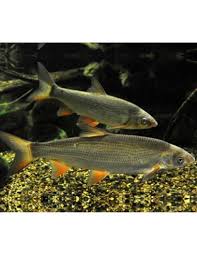 Image result for Chondrostoma nasus