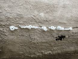 Attēlu rezultāti vaicājumam “Brefeldia maxima macro”