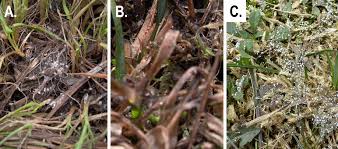 Attēlu rezultāti vaicājumam “Pistillaria sp.”