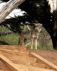 Image result for Hartlepool Coyotes