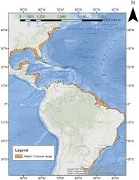 Image result for Rhinoptera brasiliensis