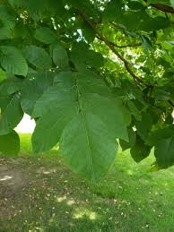 Attēlu rezultāti vaicājumam “Cladrastis kentukea leaf”