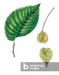 Attēlu rezultāti vaicājumam “Ulmus laevis fruit”