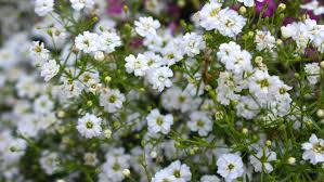 Attēlu rezultāti vaicājumam “Gypsophila paniculata flower”