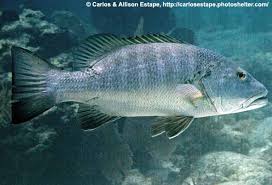 Image result for Lutjanus cyanopterus
