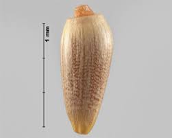 Attēlu rezultāti vaicājumam “Cirsium arvense fruit”