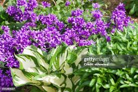 Attēlu rezultāti vaicājumam “Hosta sp. flower”