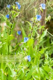 Attēlu rezultāti vaicājumam “Commelina coelestis”