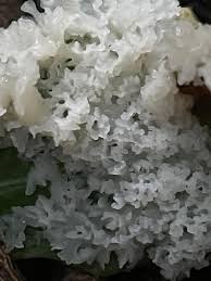 Attēlu rezultāti vaicājumam “Stemonitis flavogenita stalked”