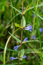 Attēlu rezultāti vaicājumam “Scutellaria galericulata leaf”