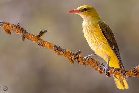 Attēlu rezultāti vaicājumam “Oriolus oriolus”