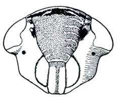 Attēlu rezultāti vaicājumam “Paramesus obtusifrons”
