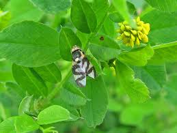Attēlu rezultāti vaicājumam “Urophora cardui”