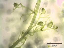 Attēlu rezultāti vaicājumam “Utricularia minor”