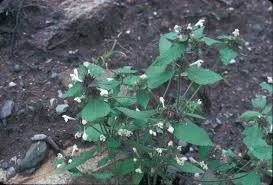 Attēlu rezultāti vaicājumam “Galeopsis tetrahit flower”