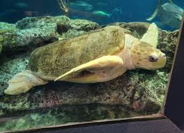 Image result for Caretta caretta