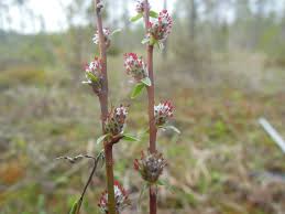 Attēlu rezultāti vaicājumam “Salix repens subsp. rosmarinifolia”