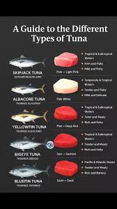 Image result for Thunnus obesus
