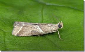 Attēlu rezultāti vaicājumam “Nyctegretis lineana”