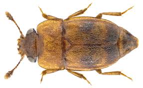 Attēlu rezultāti vaicājumam “Epuraea sp.”