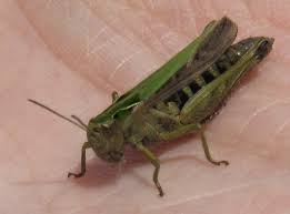 Attēlu rezultāti vaicājumam “Omocestus viridulus”