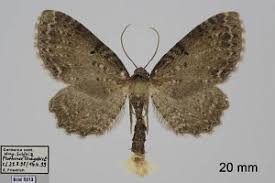 Attēlu rezultāti vaicājumam “Anticollix sparsata”