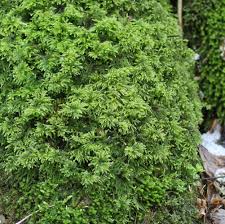 Attēlu rezultāti vaicājumam “Thamnobryum alopecurum”