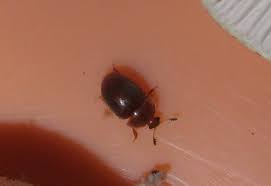 Attēlu rezultāti vaicājumam “Cychramus luteus”