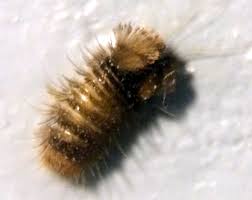 Attēlu rezultāti vaicājumam “Anthrenus sp. larva”