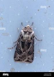 Attēlu rezultāti vaicājumam “Agrotis vestigialis”