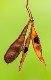 Image result for Laburnum anagyroides