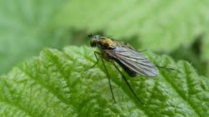 Attēlu rezultāti vaicājumam “Ptychoptera sp.”