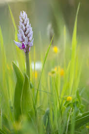 Attēlu rezultāti vaicājumam “Orchis militaris leaf”